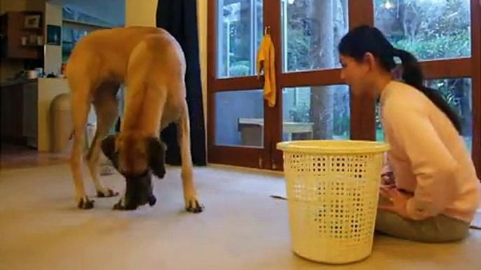 Great Dane Honey - teaching your dog to pick up his toys (clicker training dog tricks)