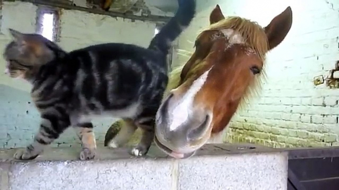 Câlins entre un chat et un cheval