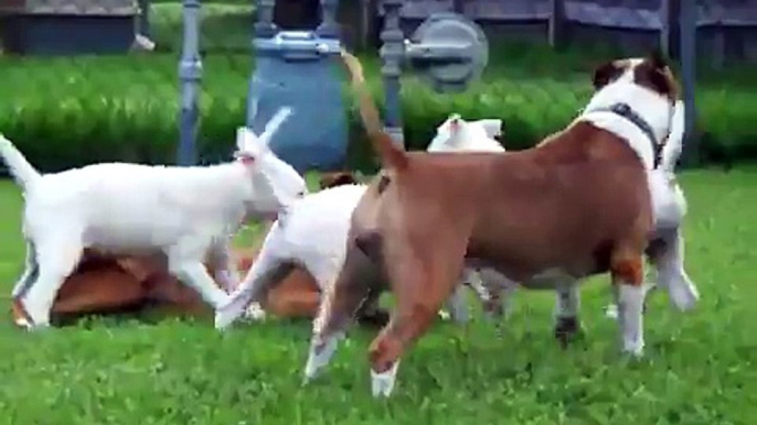 Bull Terrier puppies playing with their mom and boxer pal...13 wks old !