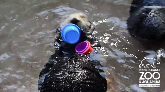 Nellie the Sea Otter stacks cups at Point Defiance Zoo & Aquarium