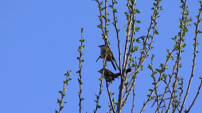 Pair of birds in Neelum valley Kutton 12 April 2015 6:33 am in the morning