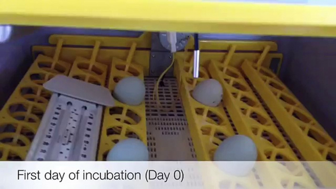 Chicken Egg incubator Review