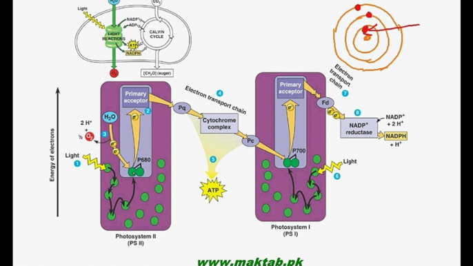 FSc Biology Book1, CH 11, LEC 7; Photosynthesis- Light Dependent Reactions