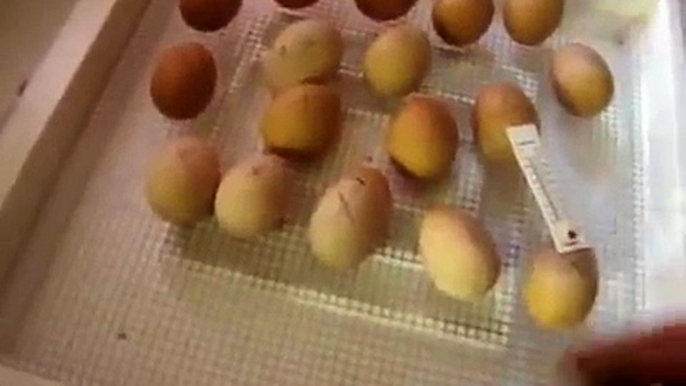 How to incubate and hatch chicken eggs easily at home