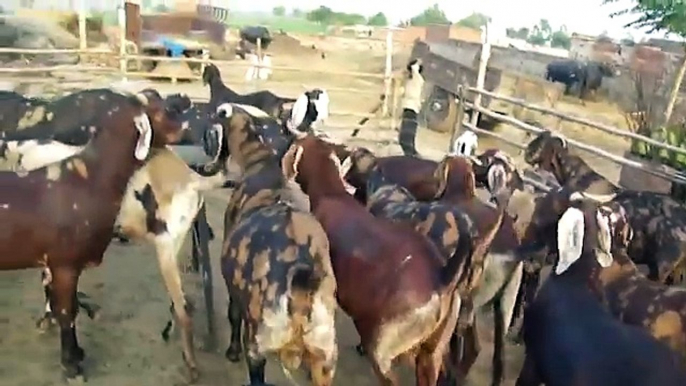 FM GOATS FARM - EID GOATS 2012