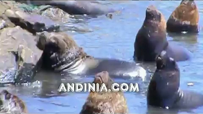 Lobos marinos - South American Sea Lions - Leão-marinho