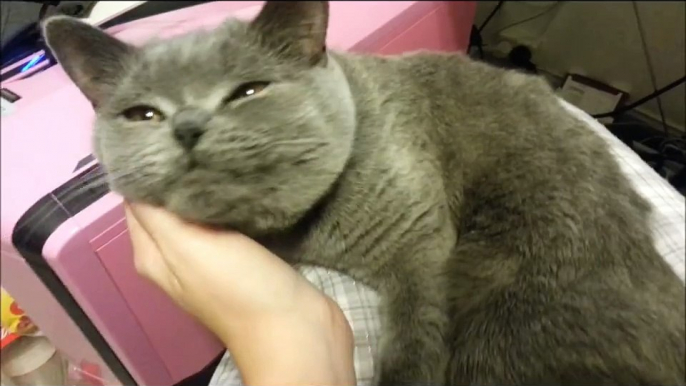 Cute British Shorthair Cat talking!