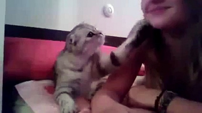 Cat Asks For A Kiss! SO CUTE! ★ funny cats, cute cats, cute kitten, crazy cats, hilarious cats