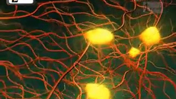 Neurons or nerve cells - Structure function and types of neurons - Human Anatomy - 3D Biology - Vìdeo Dailymotion