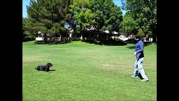Lab Puppy Off-Leash Obedience - Dog Training Phoenix Az