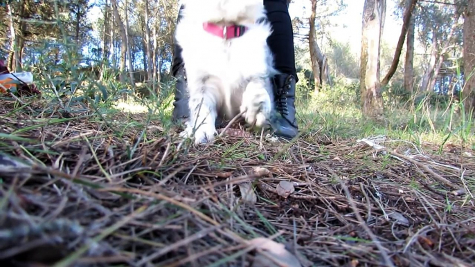 Cheza - 7 months Border Collie Puppy!