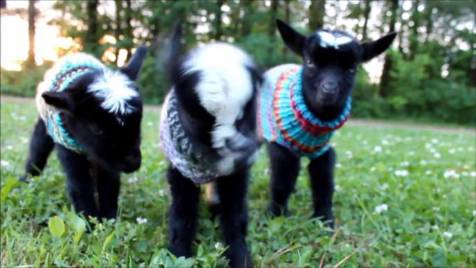 Des chevreaux triplés dans des ptits pulls.. Mignon !