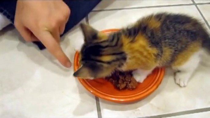 Un chaton trop mignon protège son repas...