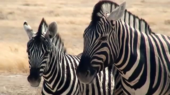 zebras in Etosha