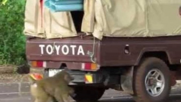 Cheeky Baboon Steals Supplies From Truck in Tanzania