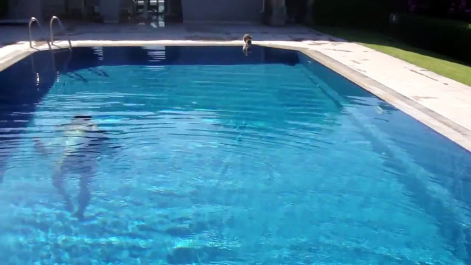 Video Divertenti | Gatti Divertenti | Animali Divertenti | The Cat at pool