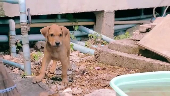 Il erre dans la ville à la recherche d'animaux errants, puis il les lave un à un