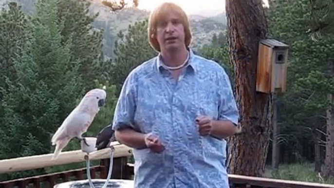 bonding with your birds / parrots / cockatoos / cockatiels with Rod Villemaire
