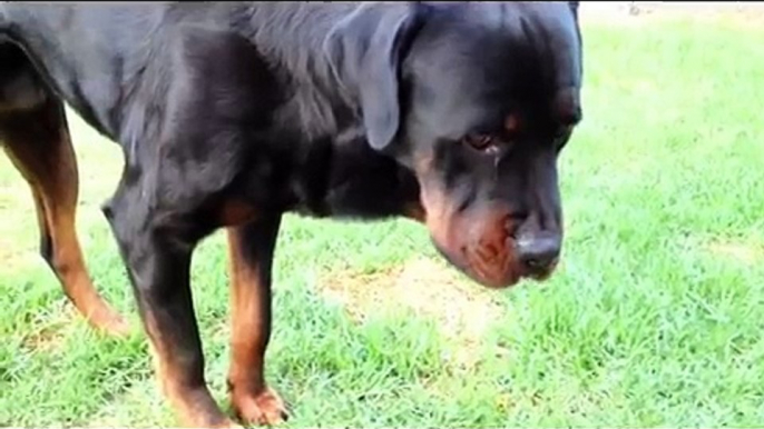 Rottweiler Dog Horrible Kennel Cough / Dog Flu Induced Vomiting
