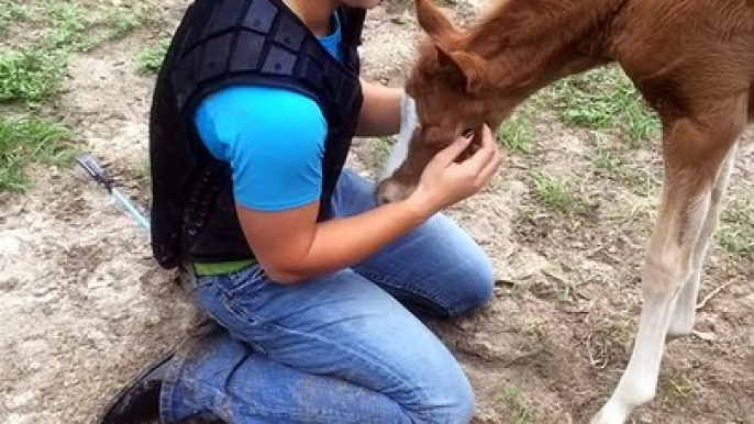 Adorable Baby Horse loves hugs