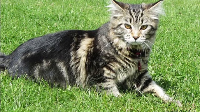 Chatons maine Coons Helfina Coons