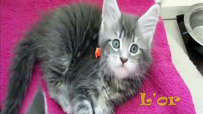 Chatons maine Coons 7 semaines (helfina coons)