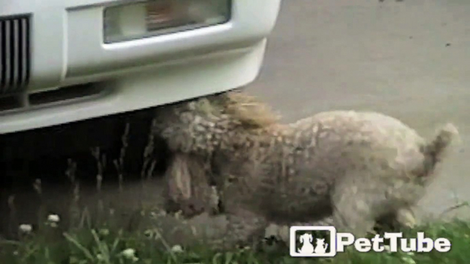 Poodle Pup Teaches Car Horn Manners