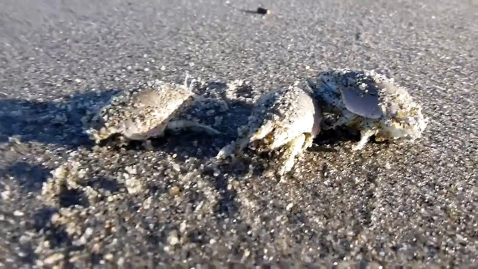 Sand Crabs!!!!