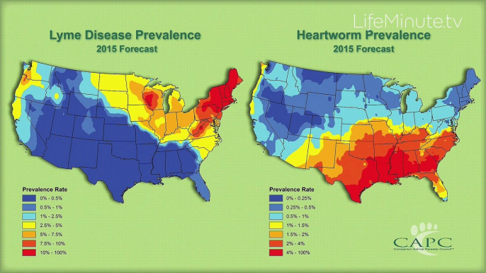 Pets and Parasite Forecast: 2015 Is The Year Of The Tick