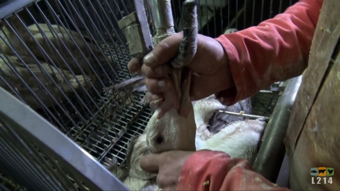 Foie gras du Sud-Ouest : visite dans des salles de gavage typiques de la production