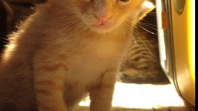 Funny little Ginger kitten needs nap ;) funny q