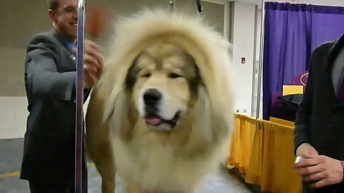 Tibetan Mastiff - 2013 Westminster Kennel Club Dog Show