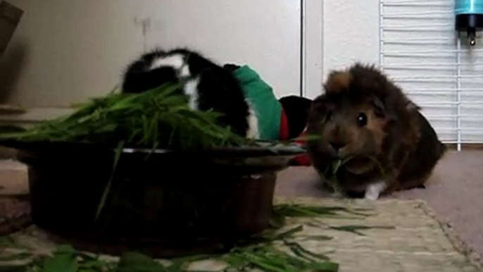 Guinea Pigs Eating Grass