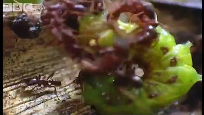 Tiny driver ants Vs red ants - Ant  Attack - BBC wildlife