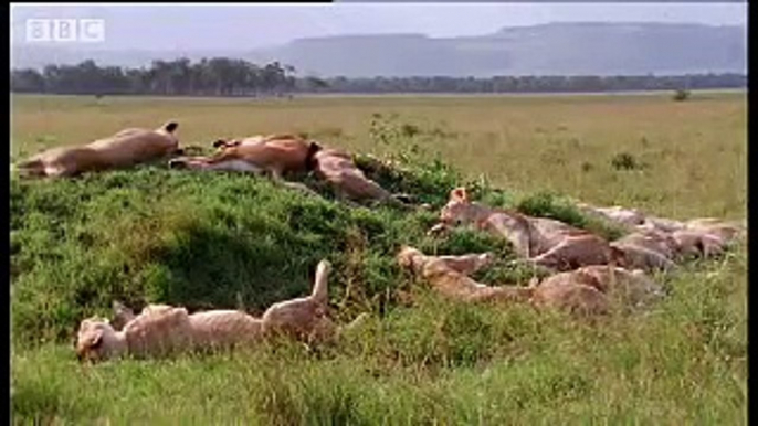 Lions vs lions - amazing nature photography - BBC wildlife