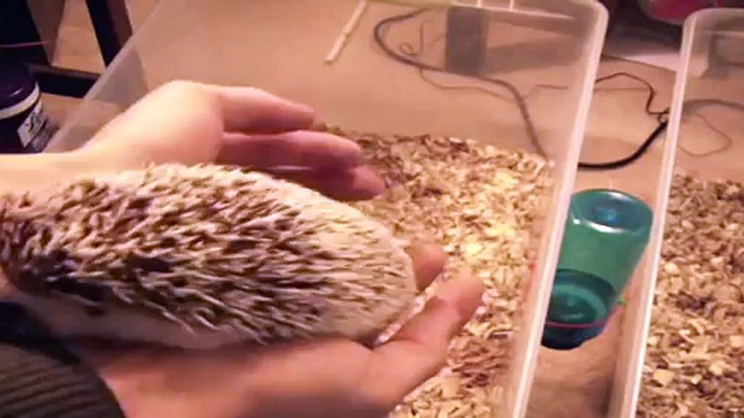 Baby Hedgehogs - 1 month old & 2 months old!