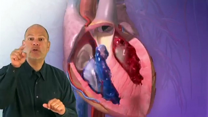 Circulatory System Musical Quiz (Heart Quiz)