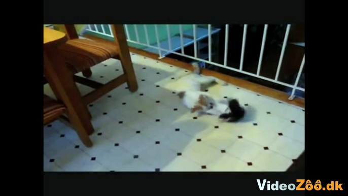 Sjove dyr på video - Alle de sjoveste videoklip med dyr!