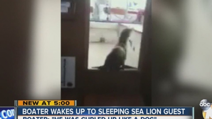 Boater wakes up to sleeping sea lion guest