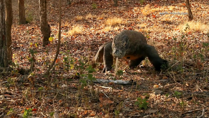 Living with Komodo Dragons | Chasing the Dragon Ep3