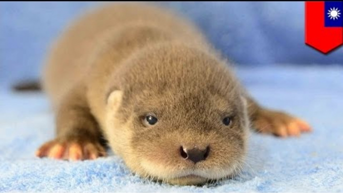 Conoce los animales más tiernos del momento en Internet, cachorros de nutria europea