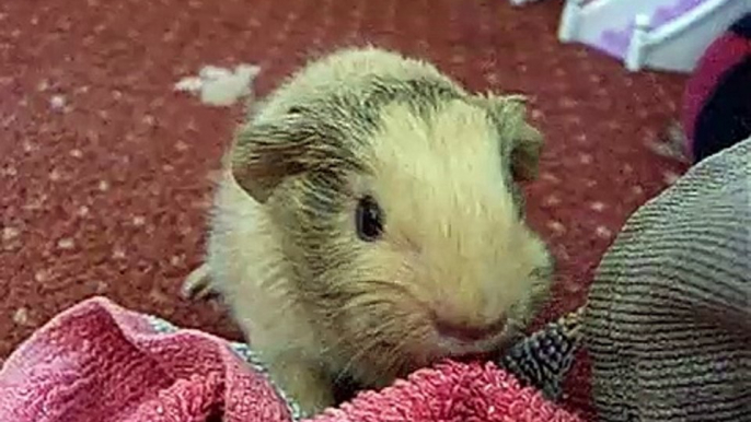 2 day old Baby Guinea pigs playing