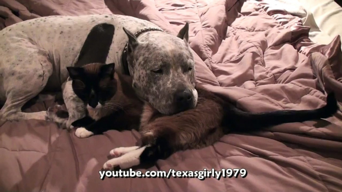 CAT and DOG: Who LOVES Who More? Pit Bull Sharky and Roomba Cat Max-Arthur.