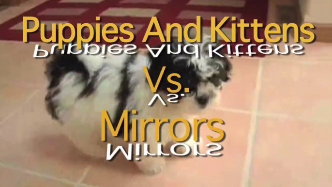 These Dogs And Cats May Totally Fail At Using A Mirror