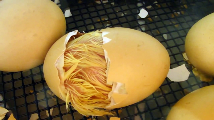 Newly Hatched Chicken / Chick Hatching From Egg