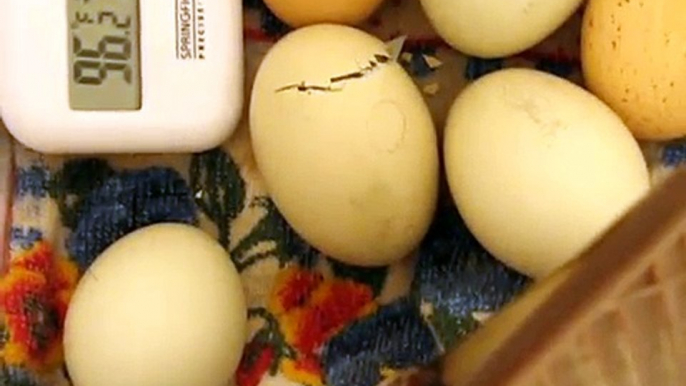 chick hatching from home made incubator