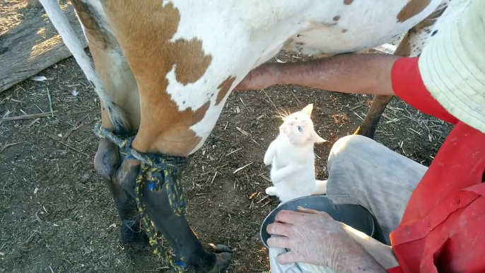 Entertainment - Cute Cat Drinking Fresh Milk