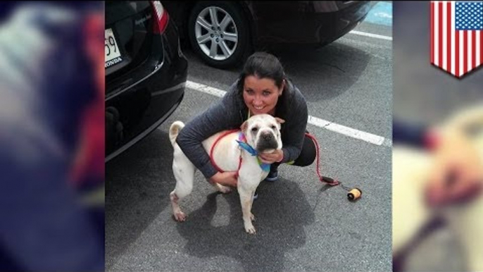 Police animal cruelty: Maryland cop takes knife, cruelly slits Shar pei's throat