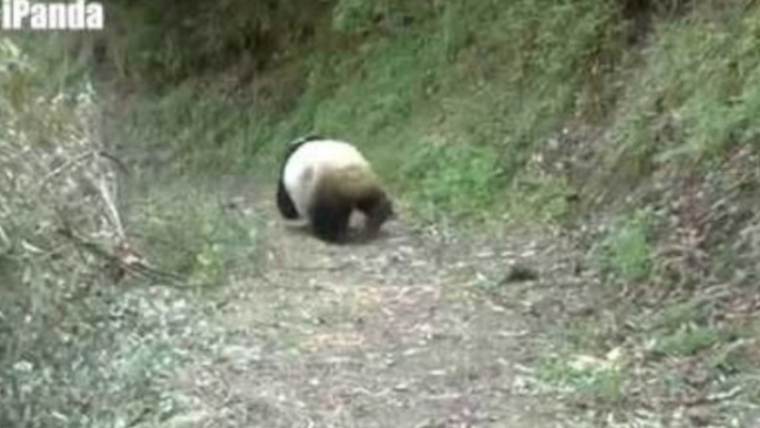 Rescue Panda Released Back Into the Wild After Successful Recovery