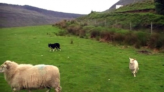 Border Collie Zac working sheep